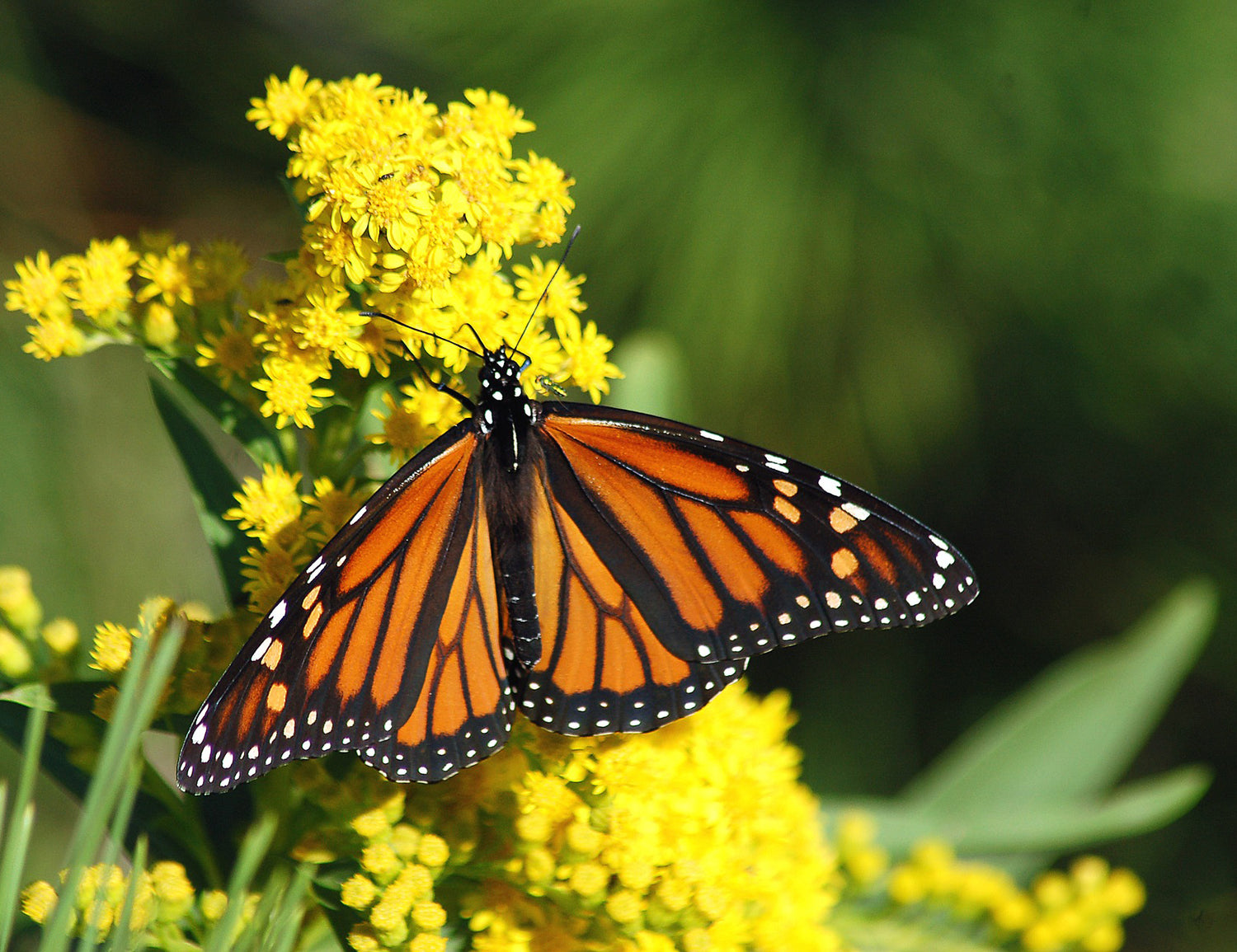 Monarch butterfly on a cluster of flowers